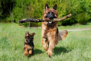 German Shepherd and his puppy running outdoors