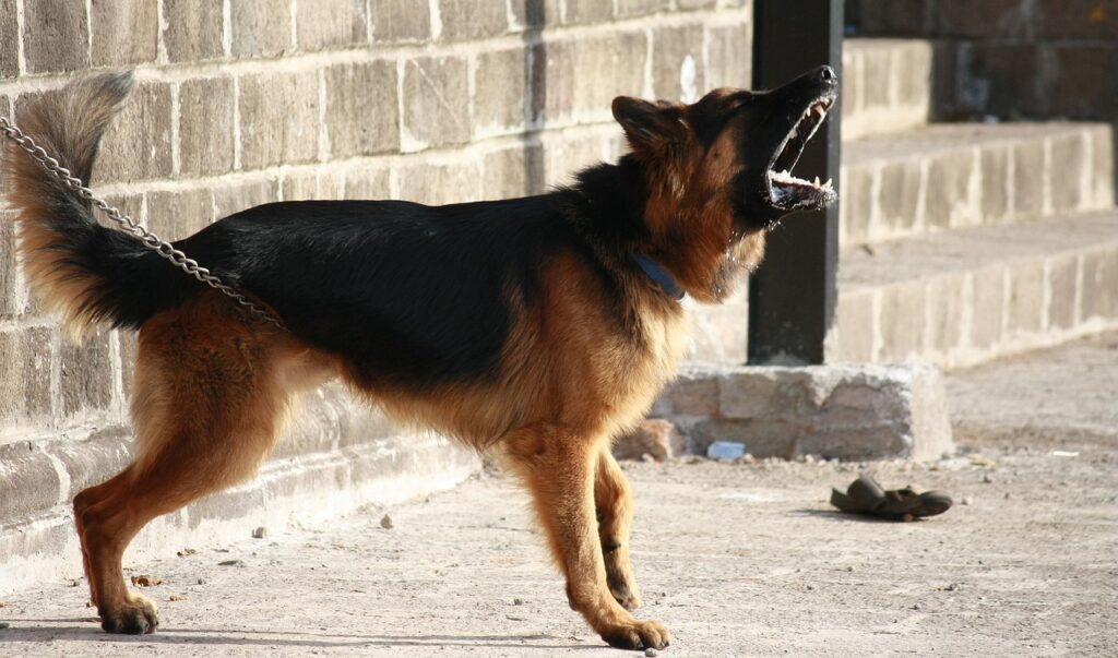 German shepherd wearing a dog shock collar