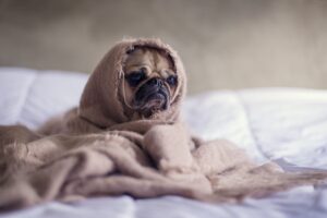 Pug feeling sick because of the dog flu