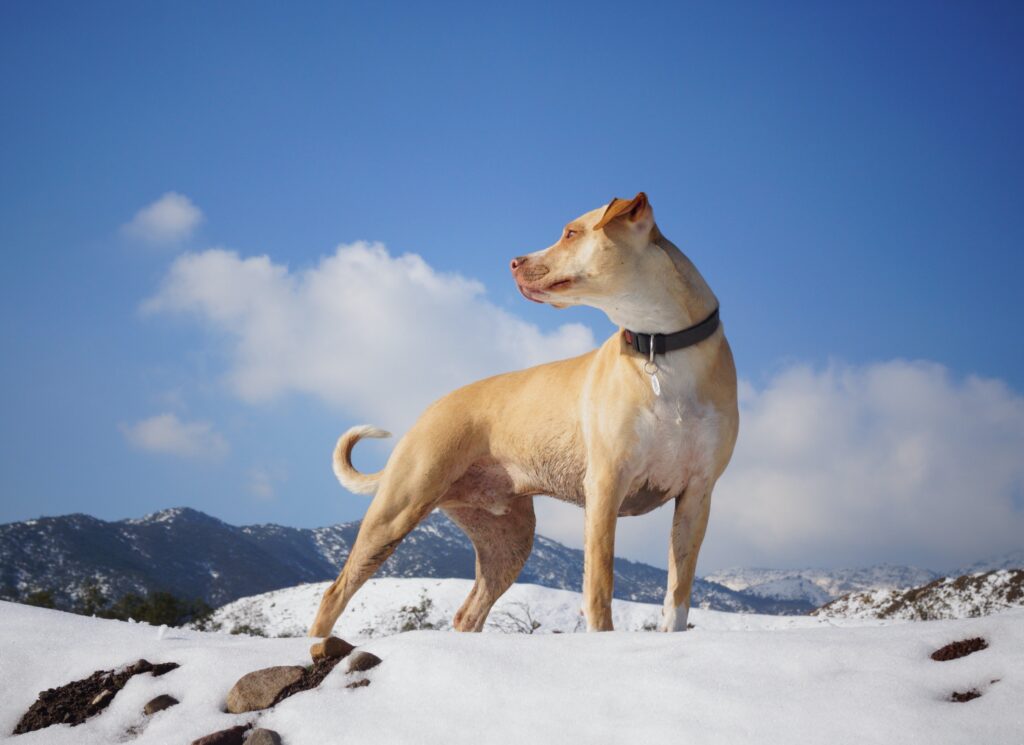 Dog wearing a collar while enjoying the great outdoors